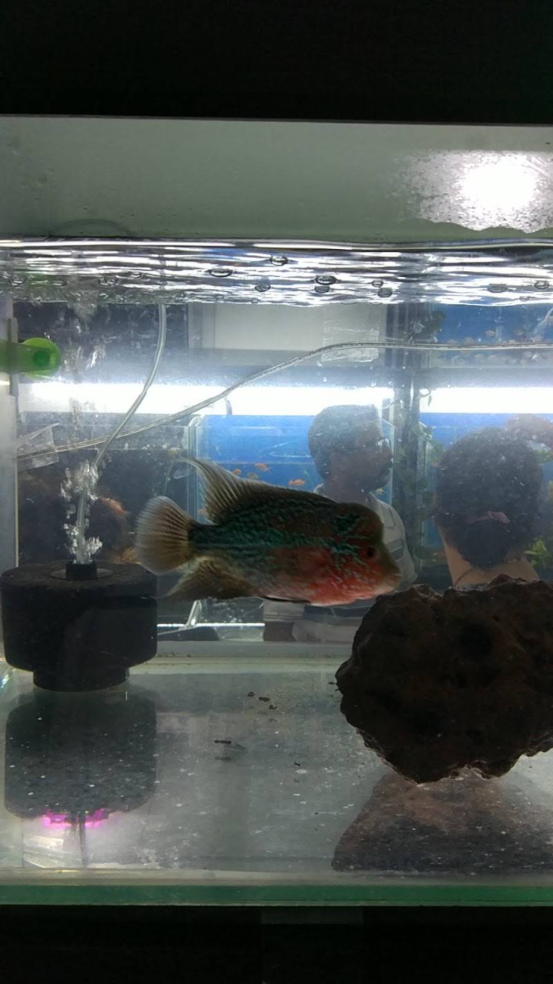 Entertainment Pet Shop