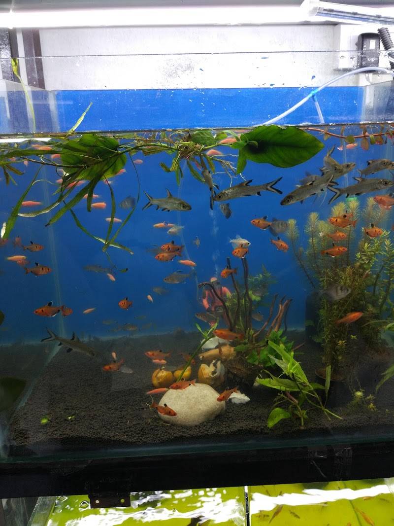 Entertainment Pet Shop