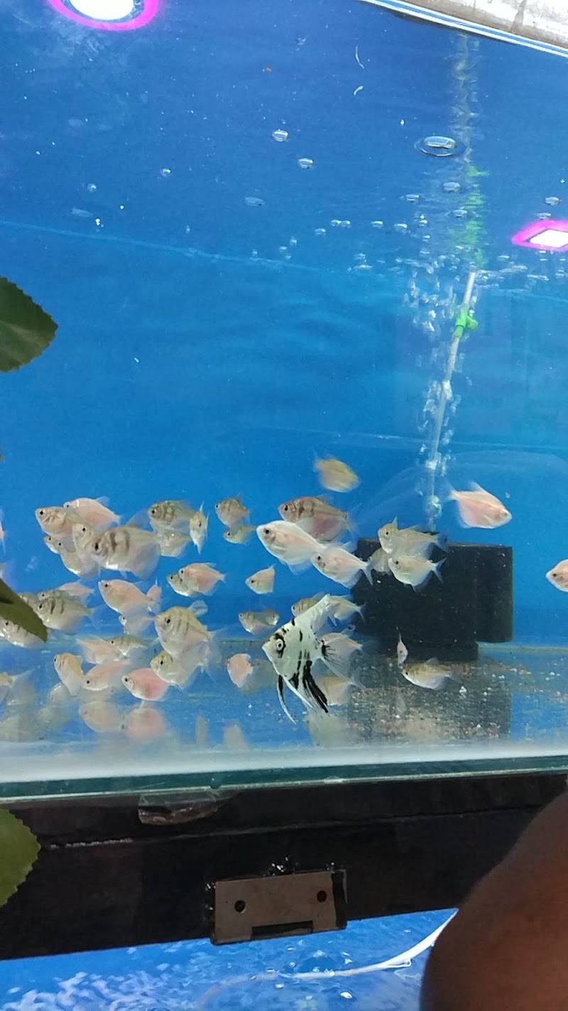 Entertainment Pet Shop