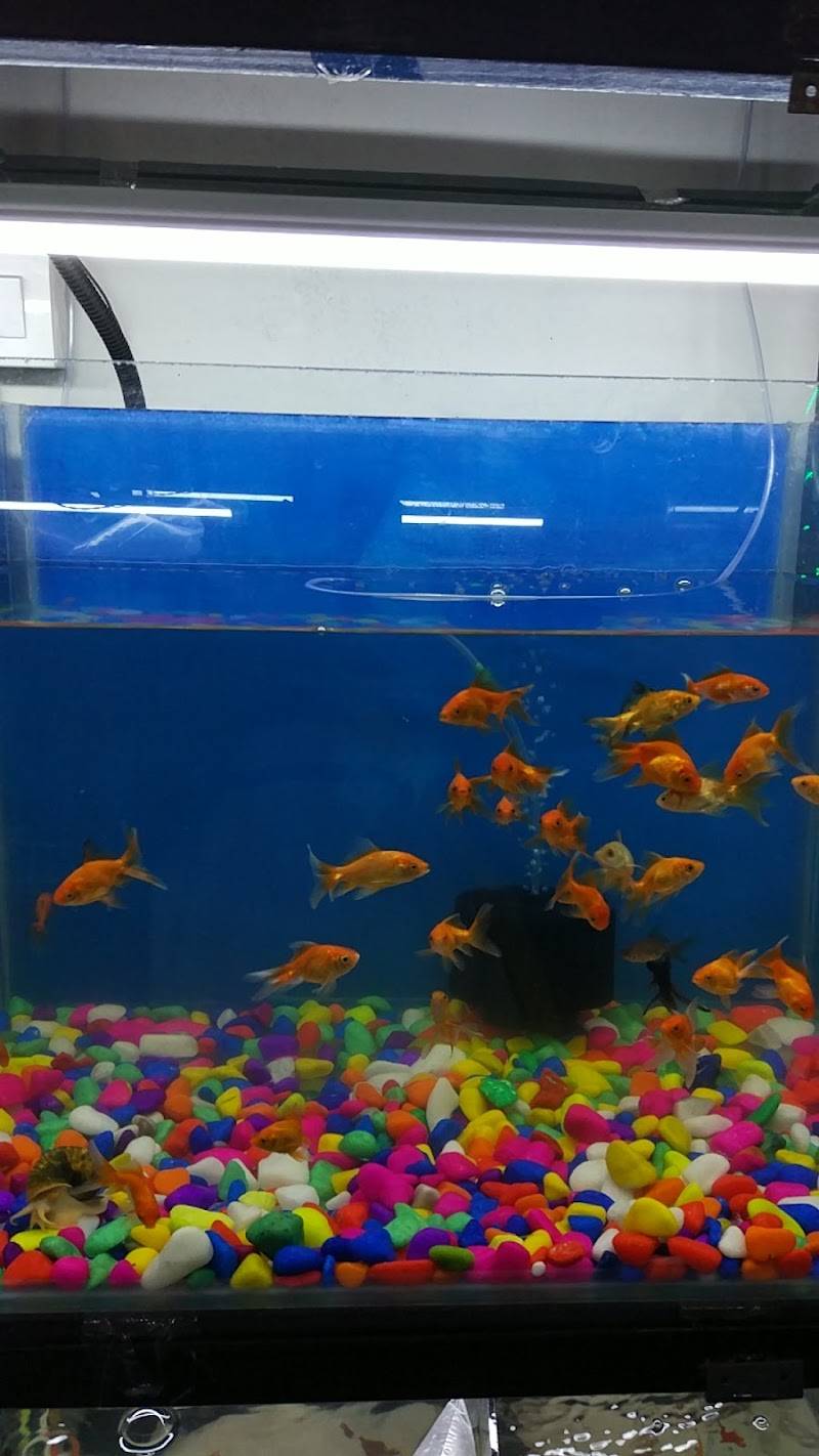Entertainment Pet Shop