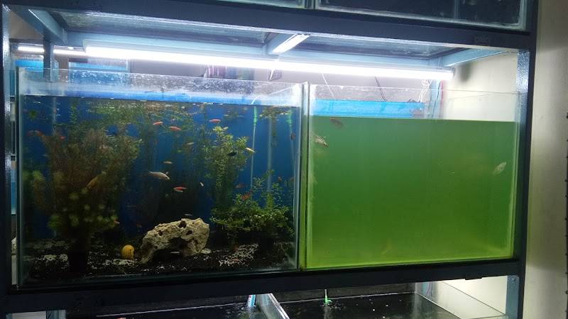 Entertainment Pet Shop