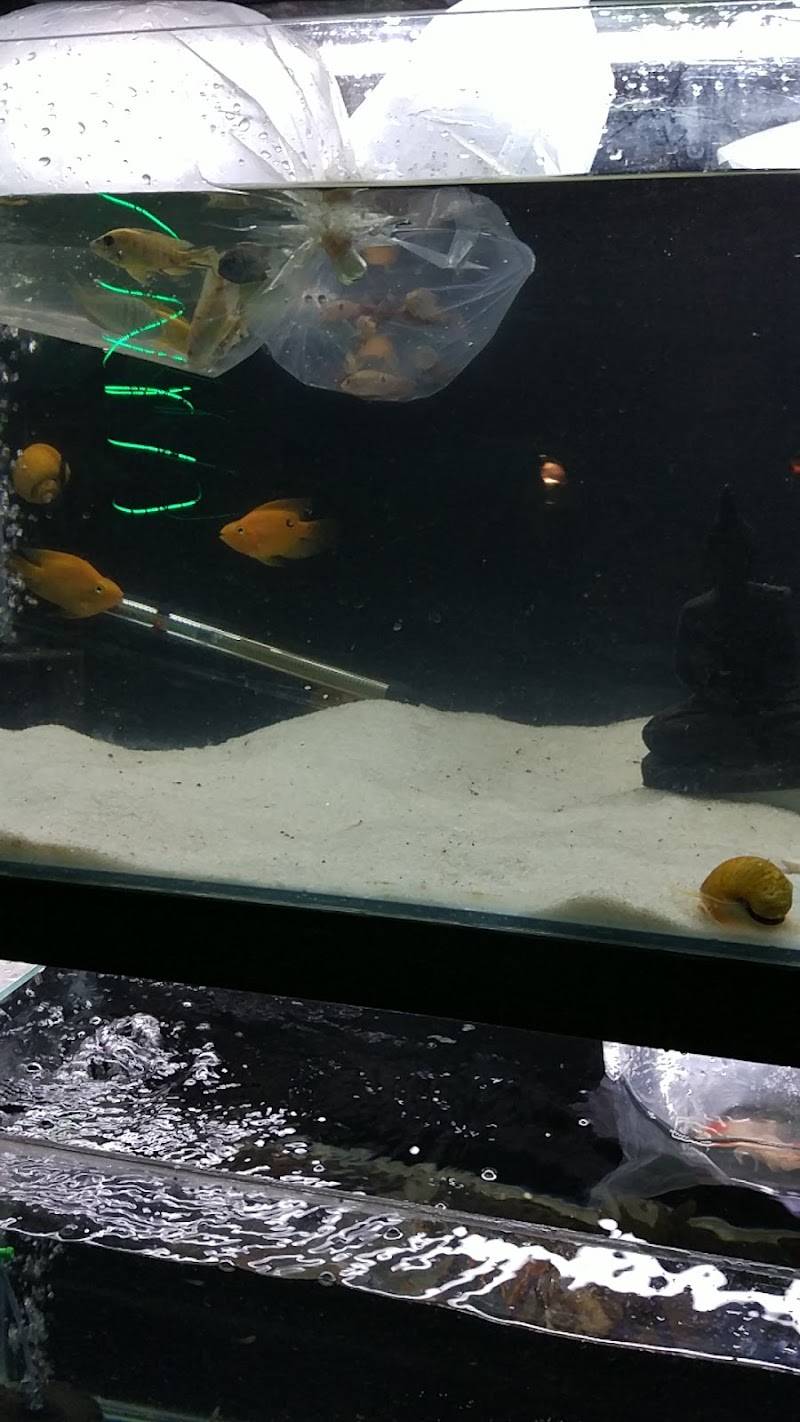 Entertainment Pet Shop