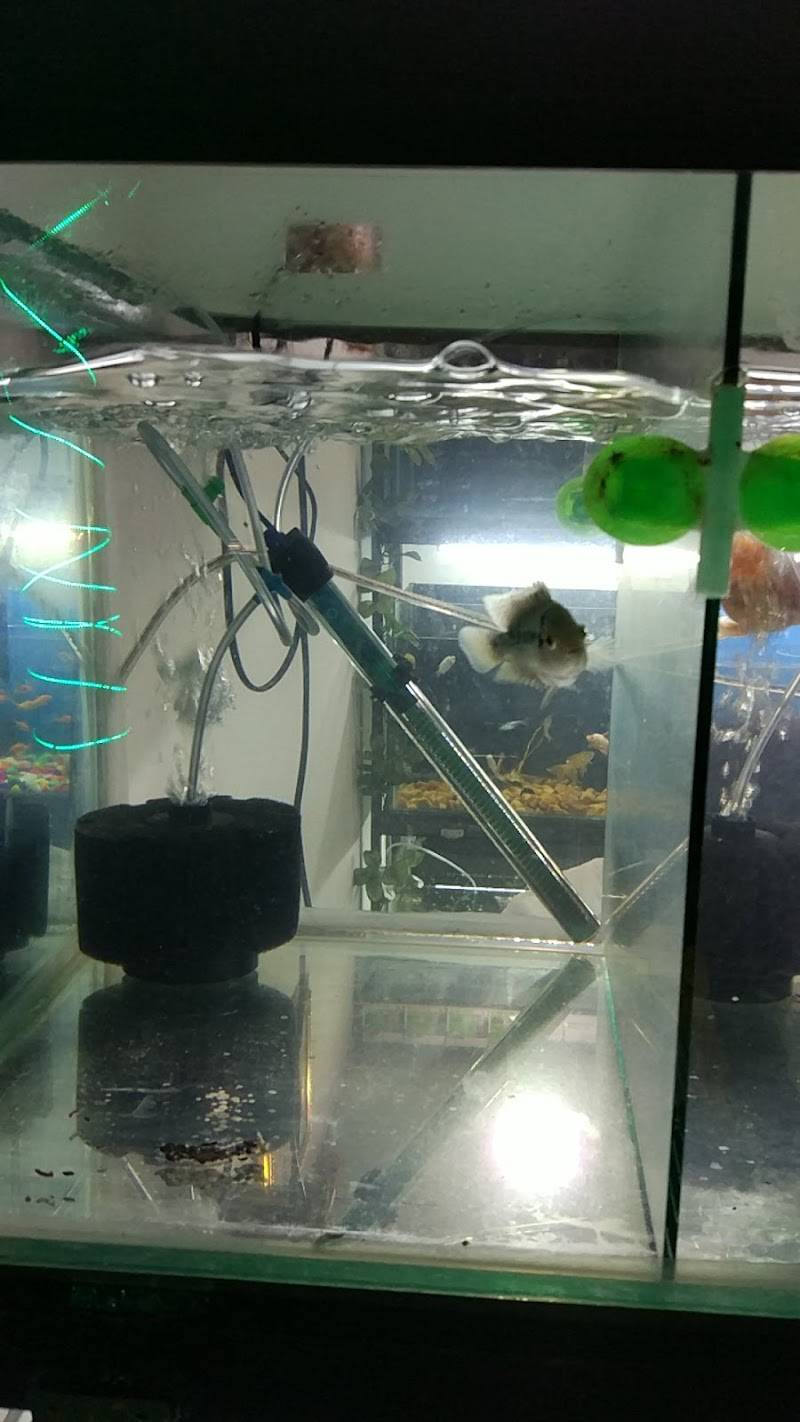 Entertainment Pet Shop