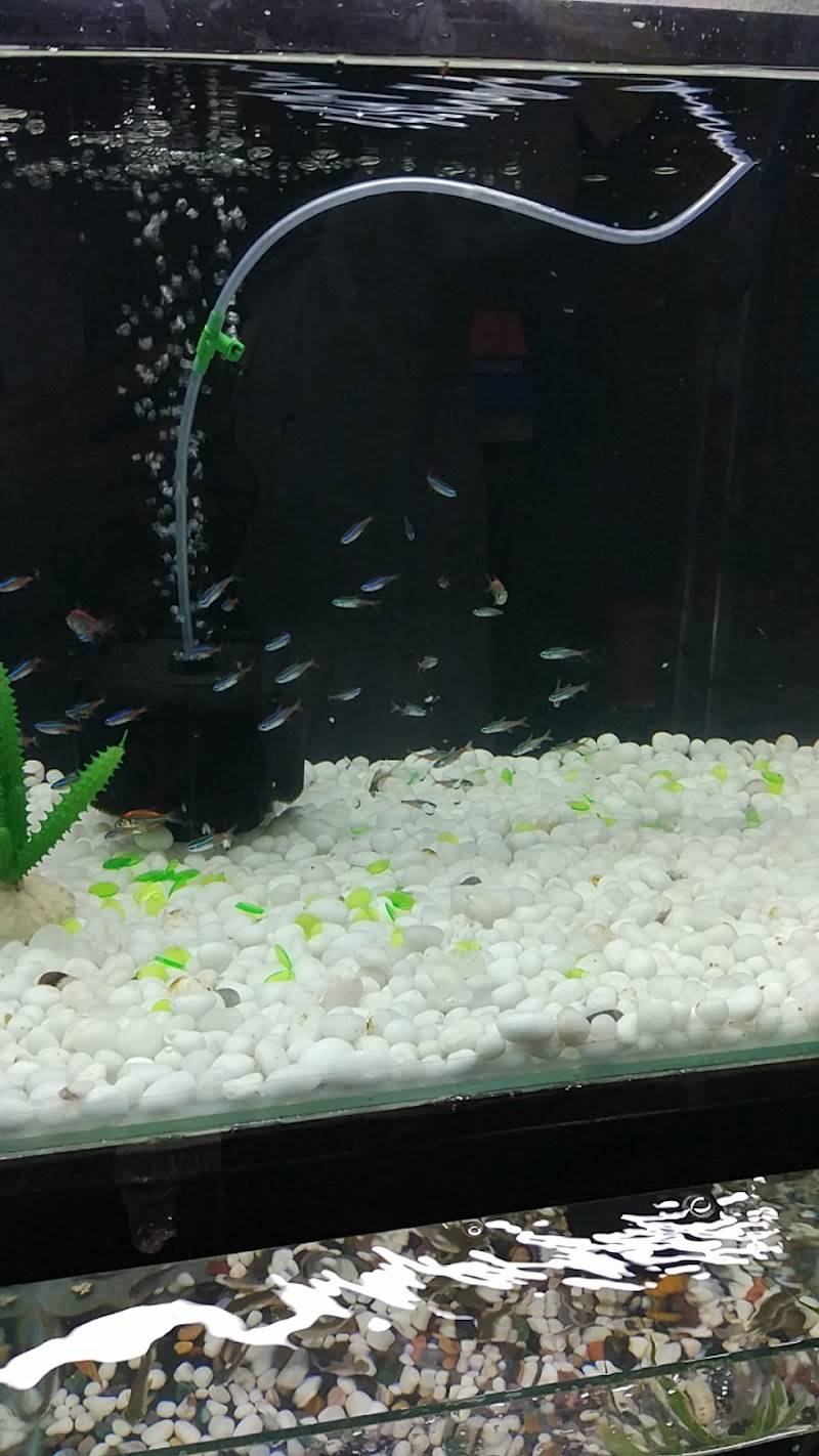 Entertainment Pet Shop
