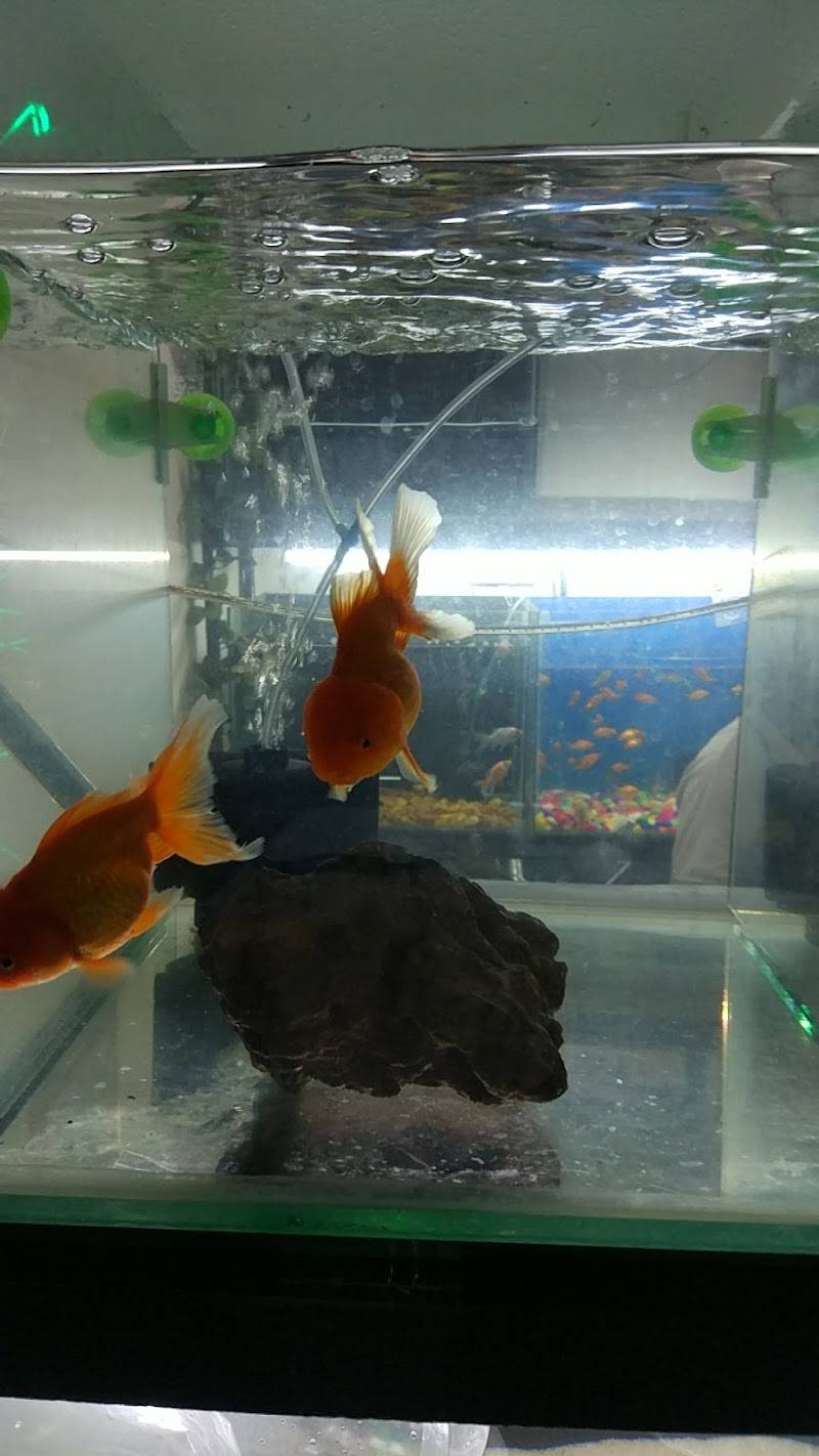 Entertainment Pet Shop
