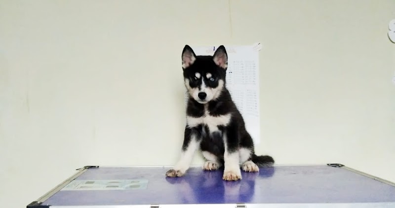 Entertainment Pet Shop