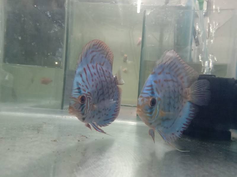 Entertainment Pet Shop